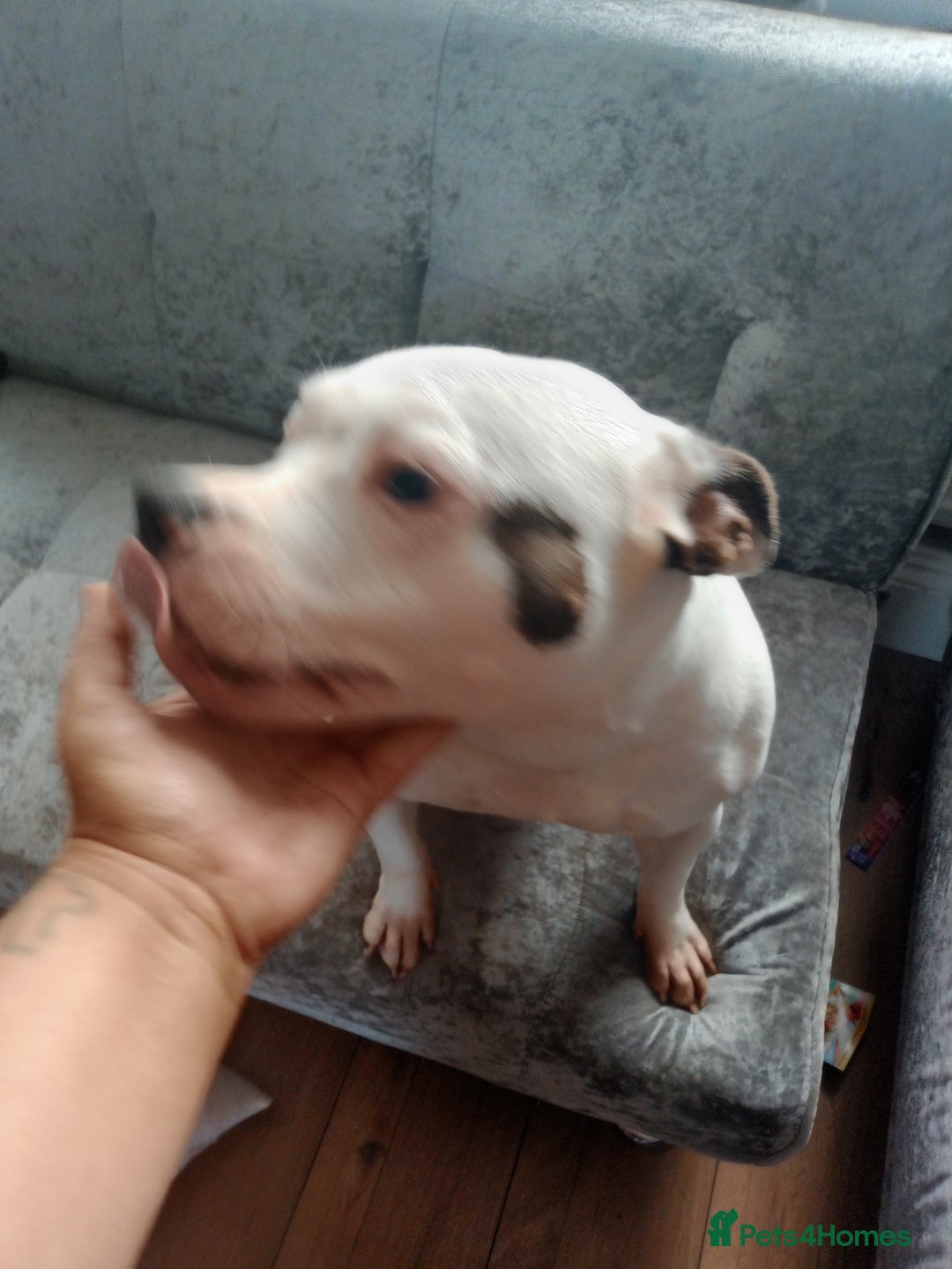 Staffordshire Bull Terrier dogs for sale: 2 year old beautiful girl staffy  - Image 2