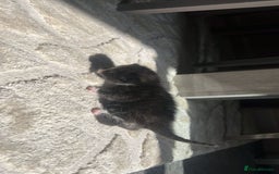 Bengal cats for sale: 5 bengal kittens looking for a loving home  - Image 12