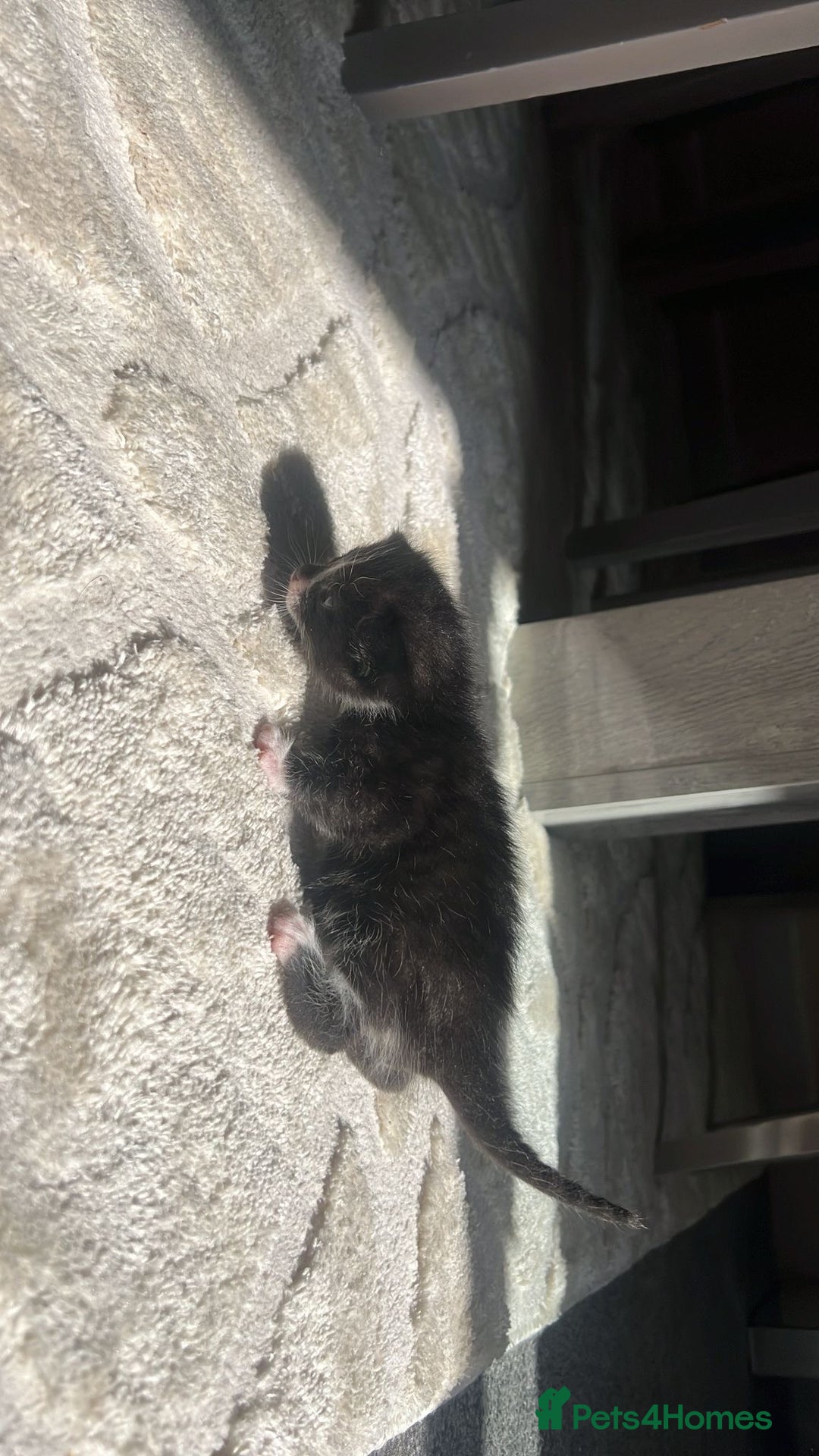 Bengal cats for sale: 5 bengal kittens looking for a loving home  - Image 12
