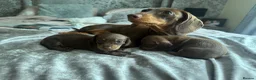 Miniature Dachshund dogs for sale: Beautiful Miniature Dachshund Puppies For sale  in Ormskirk - Advert 8