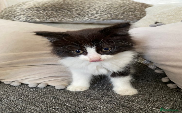 Mixed Breed cats - Advert 12