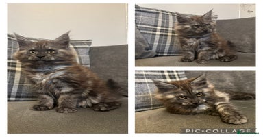 Maine Coon cats - Advert 2