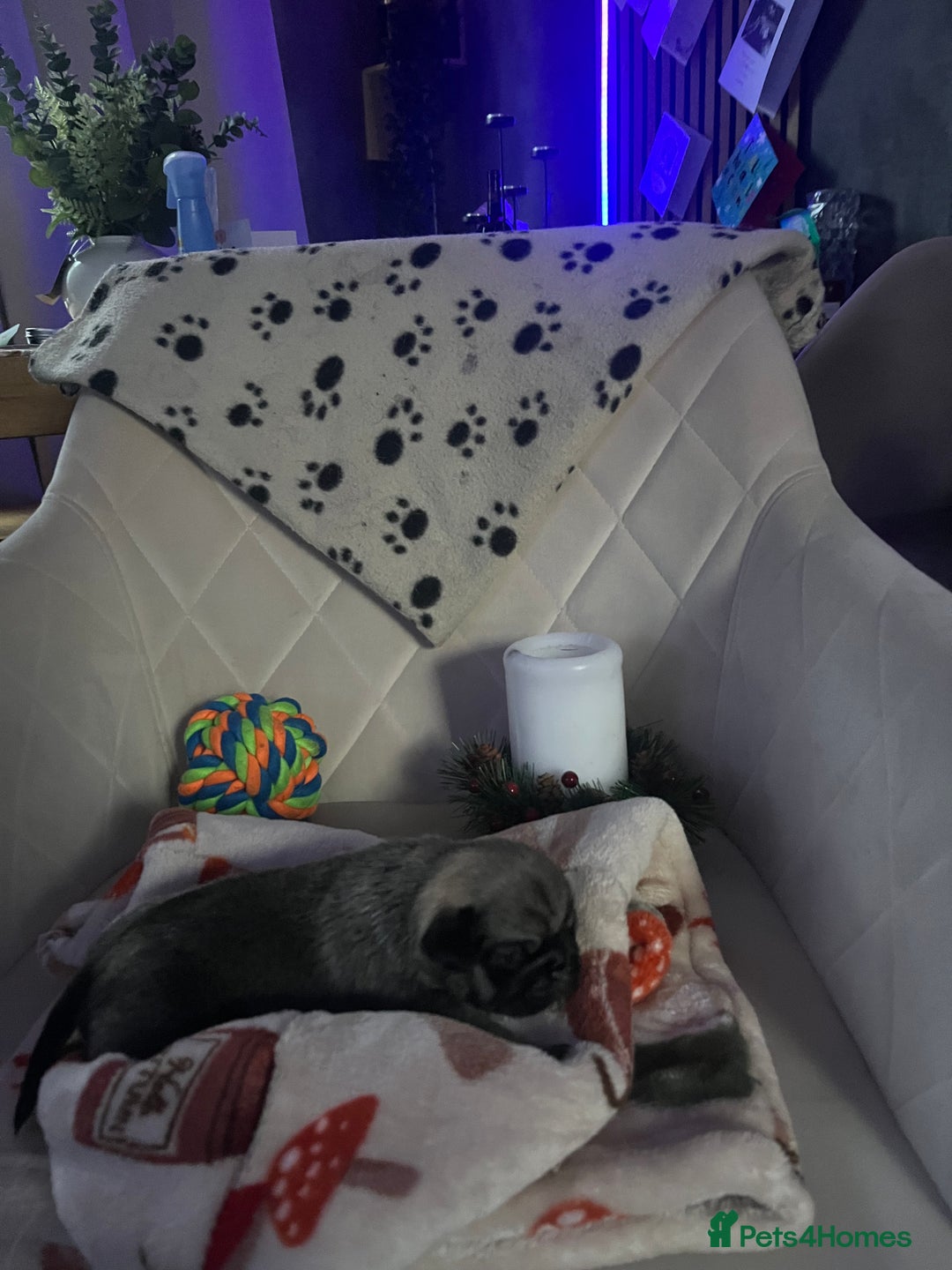 Pug dogs for sale: 2 boys 3 girls pugs for sale leeds  - Advert 15