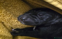 Cane Corso dogs for sale: 8 beautiful pedigree Cane Corso puppies - Image 5
