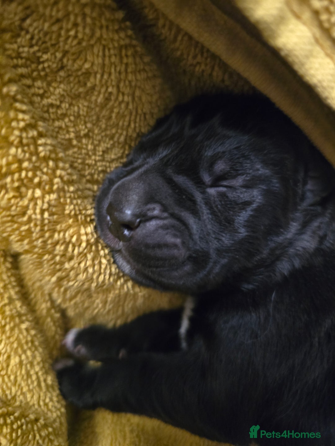 Cane Corso dogs for sale: 8 beautiful pedigree Cane Corso puppies - Image 5