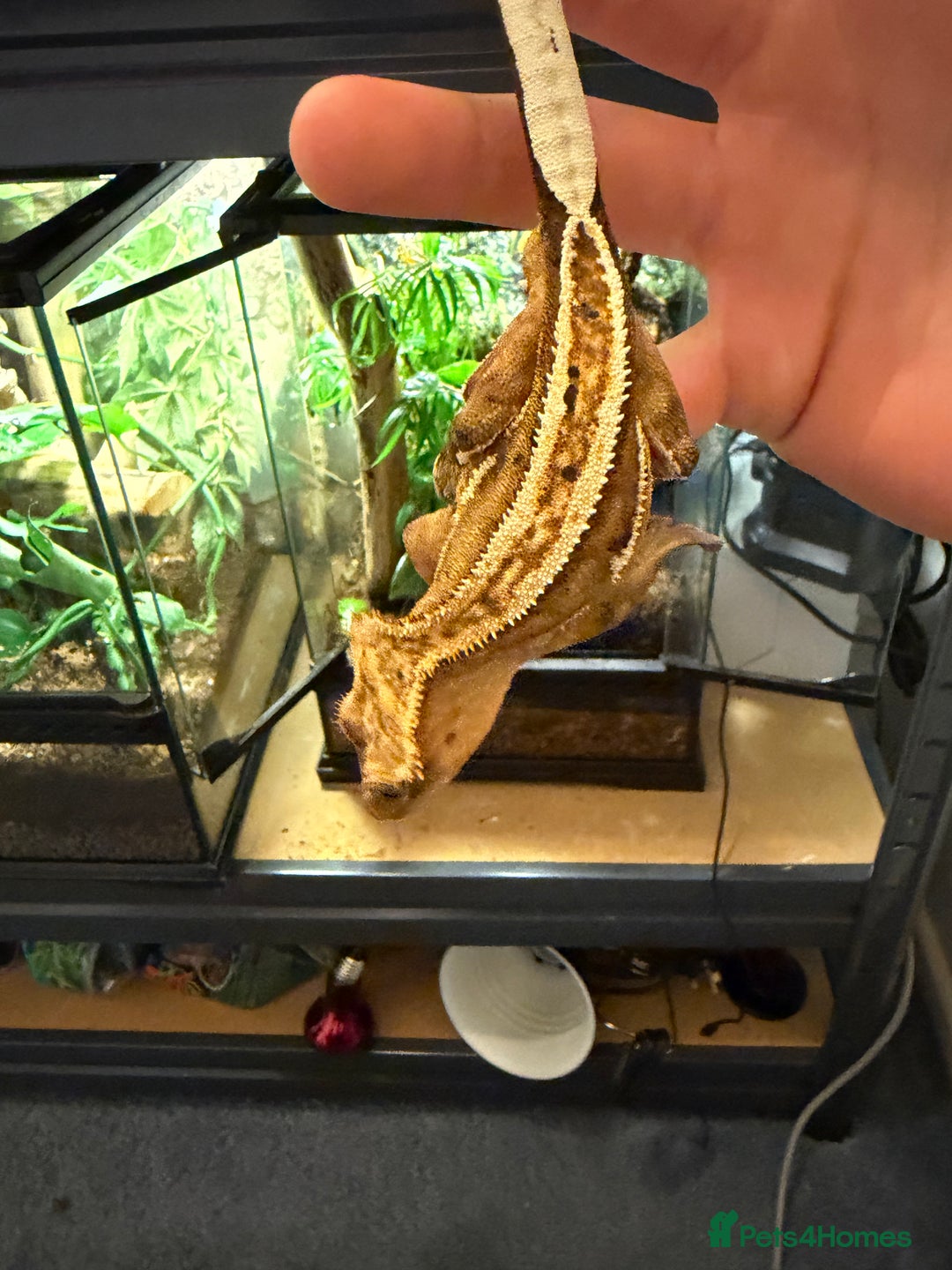 Gecko reptiles for sale: Orange Phantom Pinstripe - Advert 2
