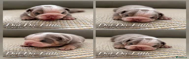 Dot Do-little