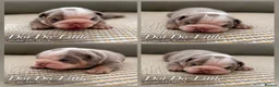 English Bulldog dogs for sale: New English bulldog puppies in Londonderry - Advert 4