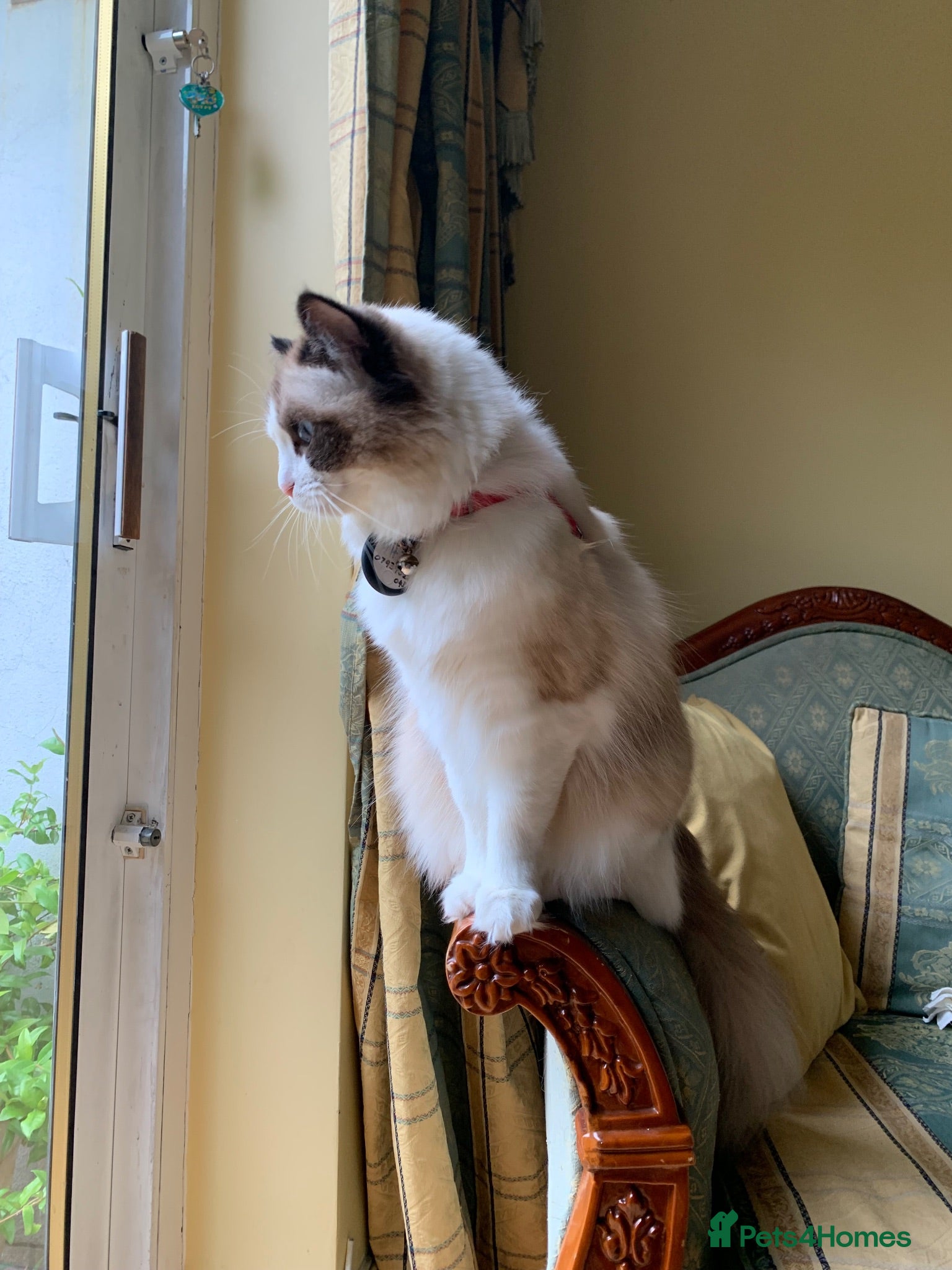 Ragdoll cats Pedigree bicolour ragdoll - Advert 2