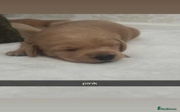 Labradoodle dogs for stud: Bailey the stud  in Glasgow - Image 32