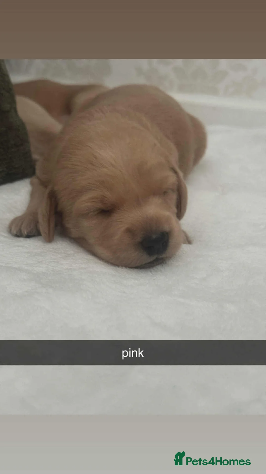 Labradoodle dogs for stud: Bailey the stud  in Glasgow - Advert 32