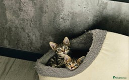 Mixed Breed cats for sale: 3 Beautiful kittens looking for home - Image 4