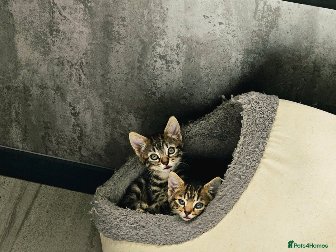 Mixed Breed cats for sale: 3 Beautiful kittens looking for home - Image 4