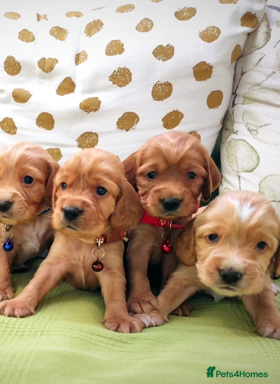 Cocker Spaniel dogs for stud: KC-Registered Working Cocker Spaniel Stud - London in Shipton-under-Wychwood - Advert 7