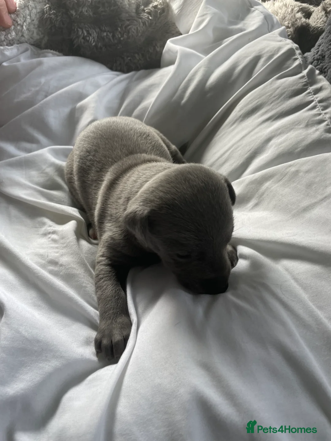 Mixed Breed dogs for sale: Stunning Whippet/Jack puppies  - Advert 23