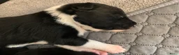 Border Collie dogs for sale: Pure border collie pups - Advert 27