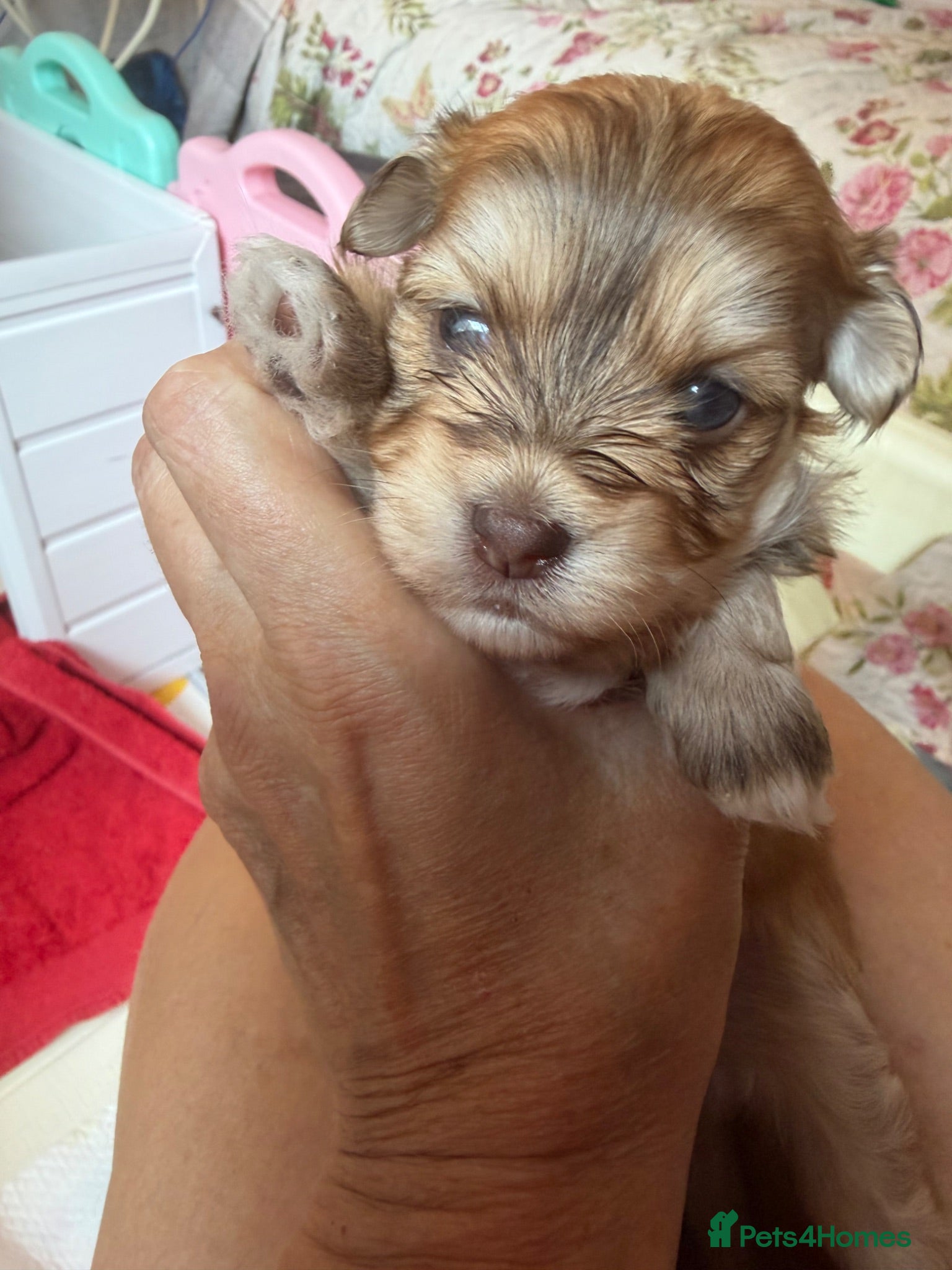 Havanese dogs Stunning KC Registered Havanese Puppies - Advert 2