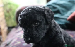 Labradoodle dogs for sale: F3 Labradoodle Puppies Licenced Breeder - Image 4