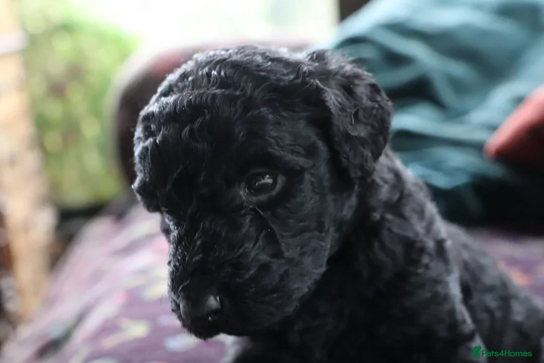 Labradoodle dogs for sale: F3 Labradoodle Puppies Licenced Breeder - Image 4