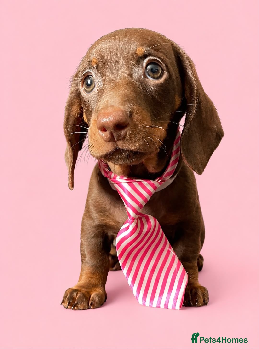Dachshund dogs Gorgeous litter of dachshunds - Advert 15