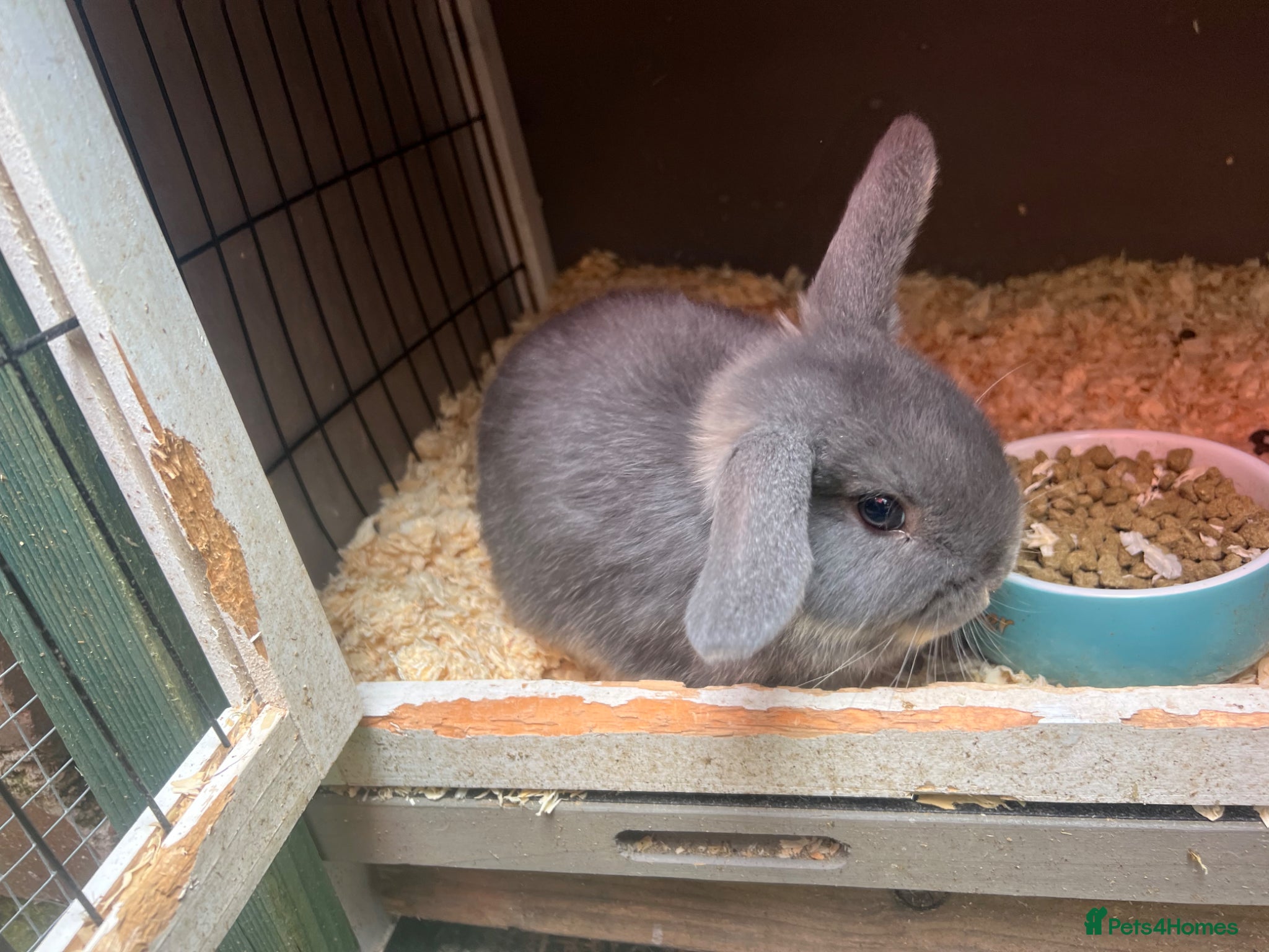 Mixed Breed rabbits  Baby rabbits for sale  - Advert 1