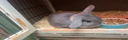 Mixed Breed rabbits for sale:  Baby rabbits for sale  - Advert 1