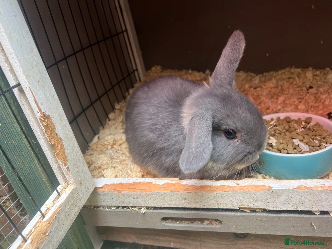 Mixed Breed rabbits for sale:  Baby rabbits for sale  - Advert 1