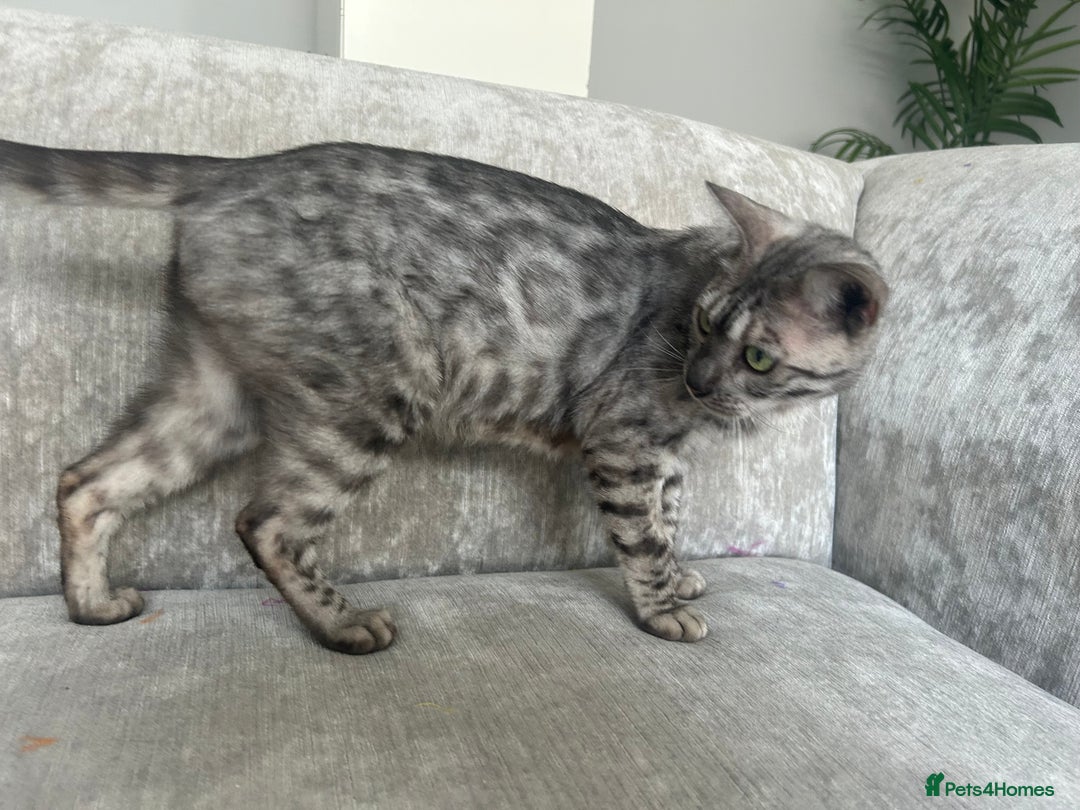 Bengal cats for sale: Beautiful Silver Charcoal Spay Female Bengal in Benfleet - Image 8
