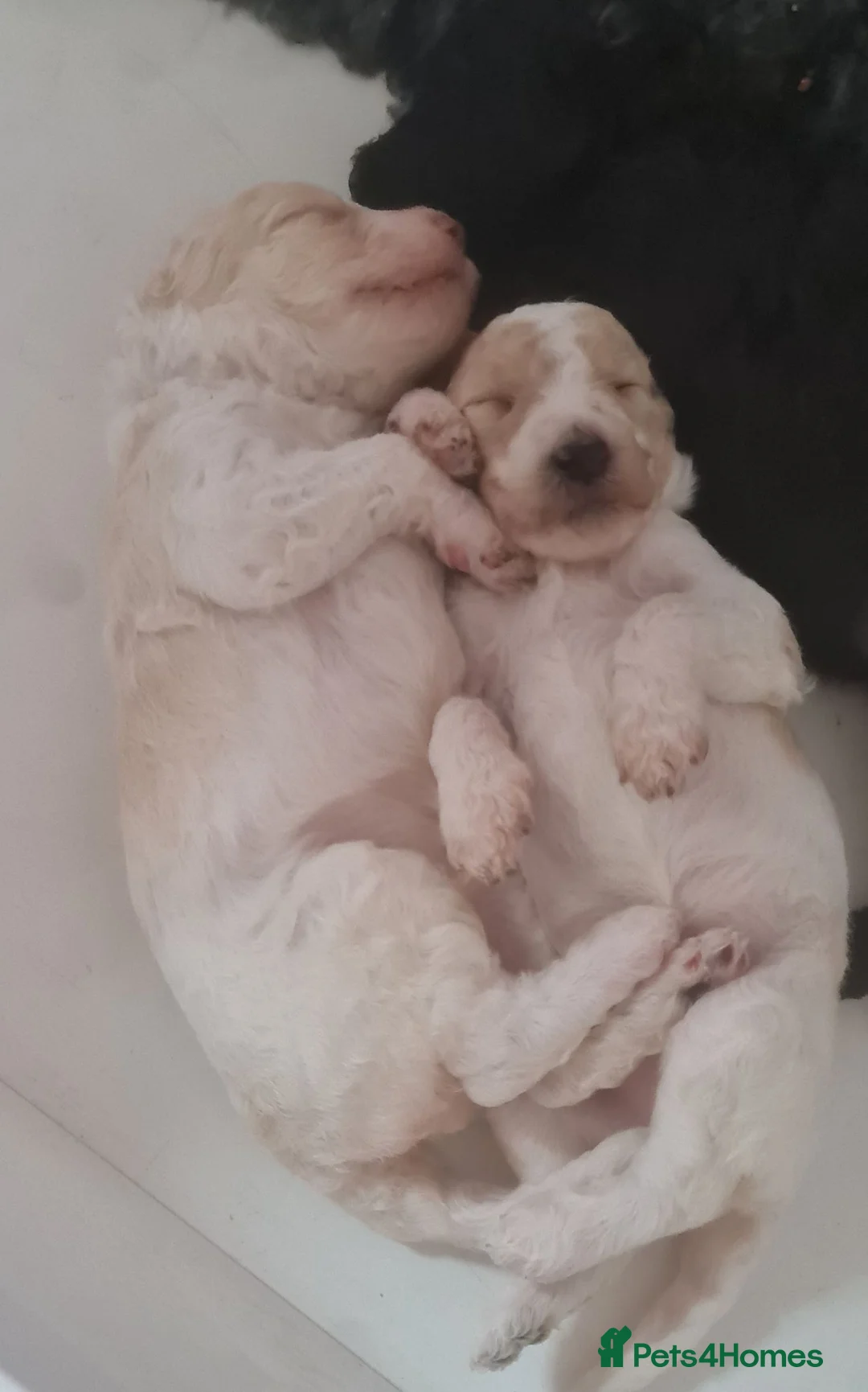 Standard Poodle dogs for sale: Gorgeous Standard Poodles - Advert 4