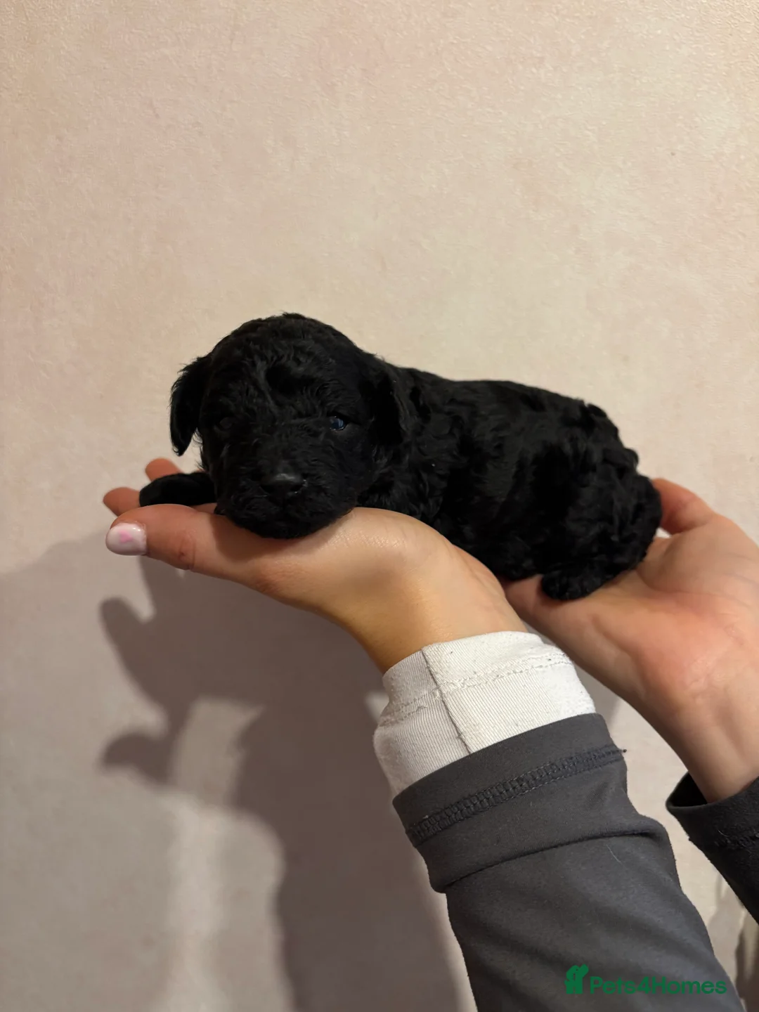 Toy Poodle dogs for sale: Toy poodle puppies  - Advert 7