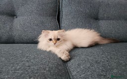 Scottish Fold cats for sale: Excellent Scottish straight girl ready to go in Erith - Image 13