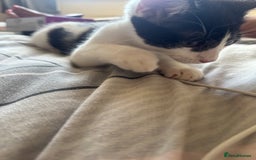 Mixed Breed cats for sale: boy kitten for sale - Image 5