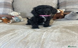 Cockapoo dogs for sale: Gorgeous F1 cockapoo puppies  - Image 3