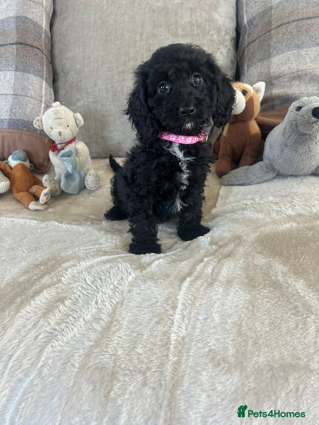 Cockapoo dogs for sale: Gorgeous F1 cockapoo puppies  - Image 3