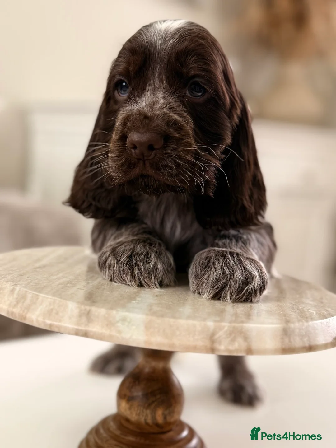 Cocker Spaniel dogs for sale: Show type cocker spaniels  - Advert 3