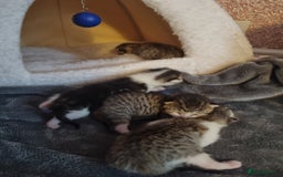 American Shorthair cats for sale: Gorgeous girls looking for new home🏡 - Image 20
