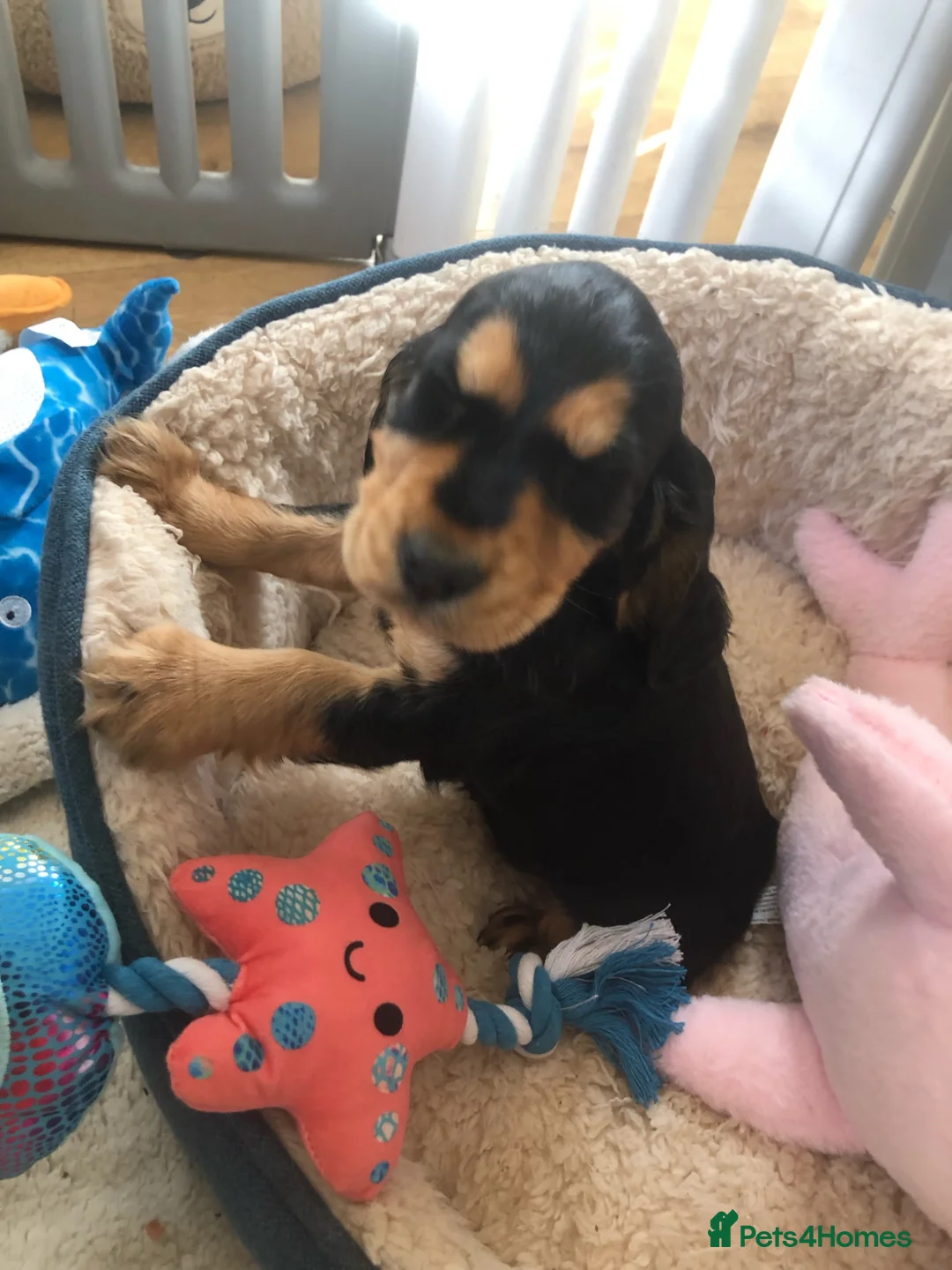 Cocker Spaniel dogs for sale: Amazing chunky  beautiful puppies KC reg  - Advert 1