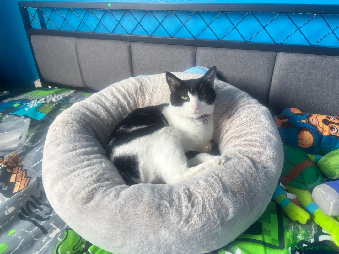 Mixed Breed cats for sale: 5 year old female  - Advert 1