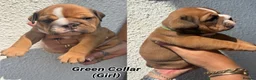 English Bulldog dogs for sale: STUNNING TRADITIONAL ENGLISH BULLDOG - Advert 4