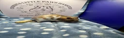 Hamster rodents for sale: Pedigree Syrian hamsters  - Advert 2