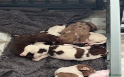 Mixed Breed dogs for sale: English springer spaniel X small French mastiff X - Image 3
