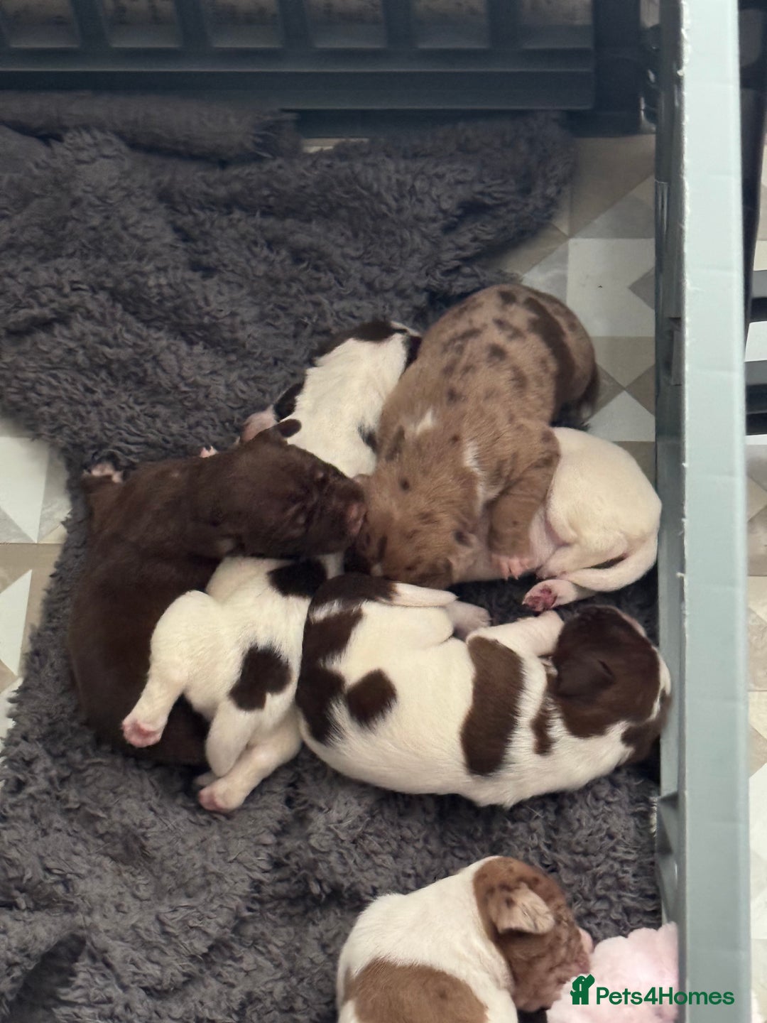 Mixed Breed dogs for sale: English springer spaniel X small French mastiff X - Image 3