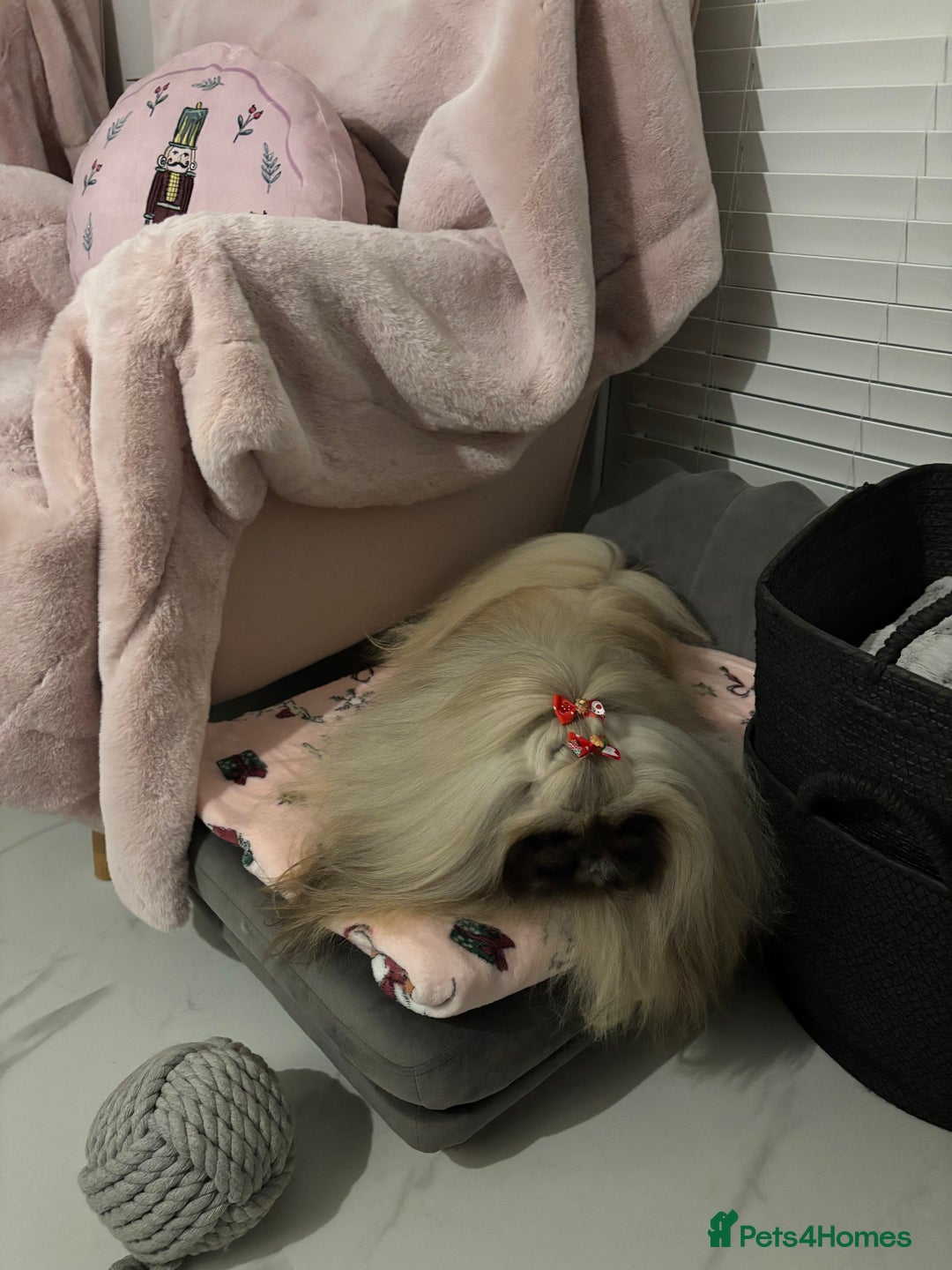 Pekingese dogs for stud: Kc registered Pekingese for stud duties in Truro - Advert 12