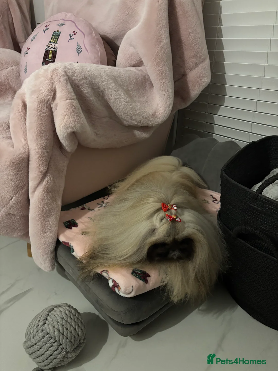 Pekingese dogs for stud: Kc registered Pekingese for stud duties in Truro - Advert 12