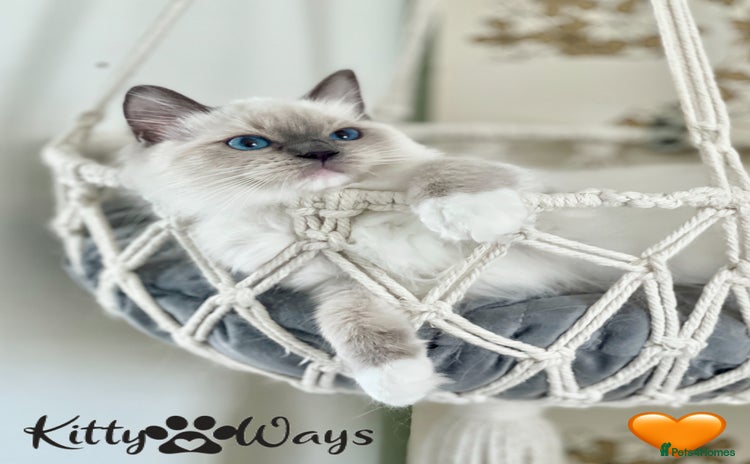Ragdoll cats - Advert 4