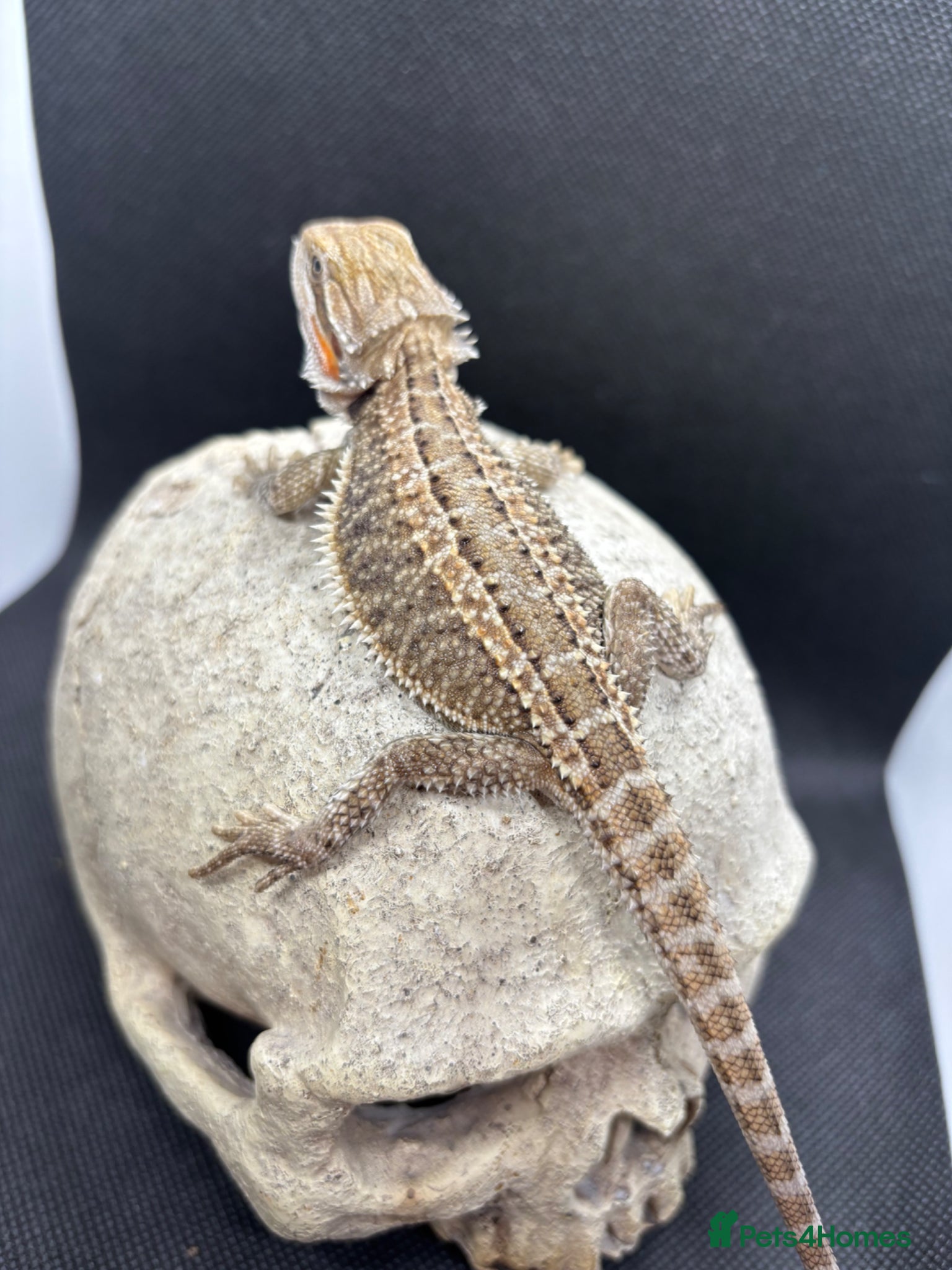 Bearded Dragon reptiles Spectacular baby dragons ready now  - Advert 2