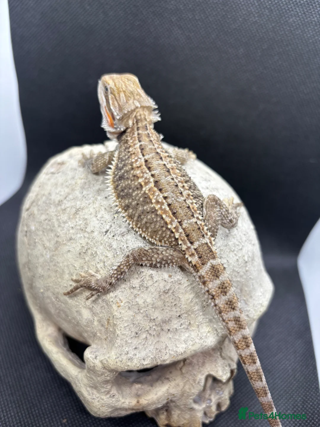 Bearded Dragon reptiles for sale: Spectacular baby dragons ready now  - Advert 2