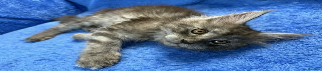 Maine Coon Kitten 3