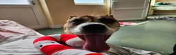 Boxer dogs for adoption: Bentley - Advert 5