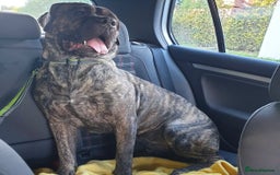 Presa Canario dogs for sale: 4year old female pressa - Image 1